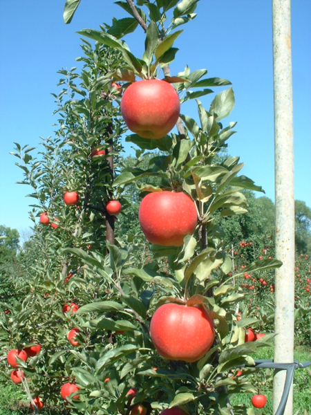 Big’r Apple Farm